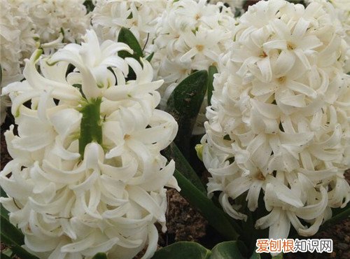 风信子的花语是什么风信子的功效和作用有哪些