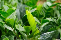 金钱树为什么会枯萎 金钱树树干萎缩的原因