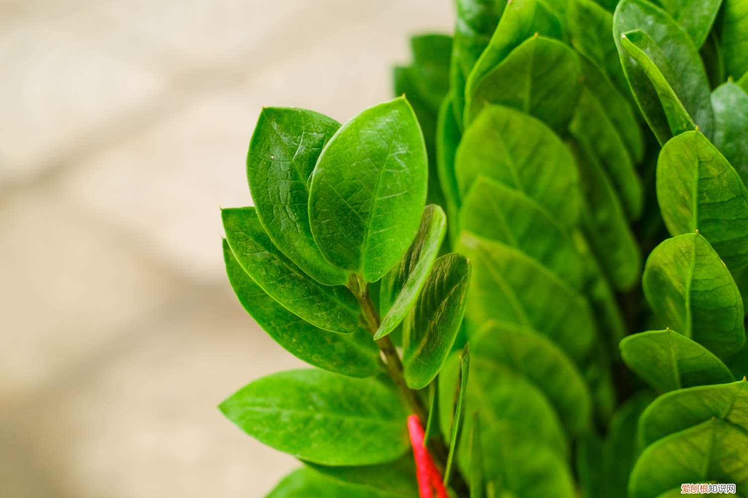 金钱树怎么扦插水培 金钱树怎么扦插