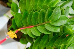 金钱树怎么扦插水培 金钱树怎么扦插