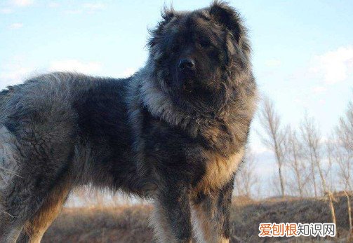 高加索犬为什么没人养 高加索犬没人养的原因