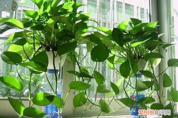 秋天给花浇水的诗句 秋天嫌花长得不够壮？用“它”兑点水浇花，叶子壮硕长得旺！