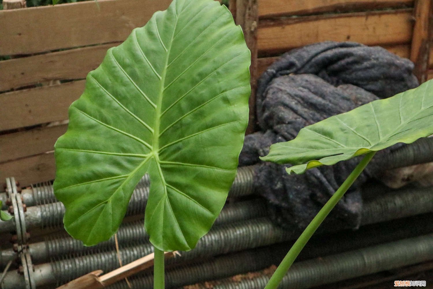 滴水观音浇水多了会烂根吗 滴水观音怎么浇水