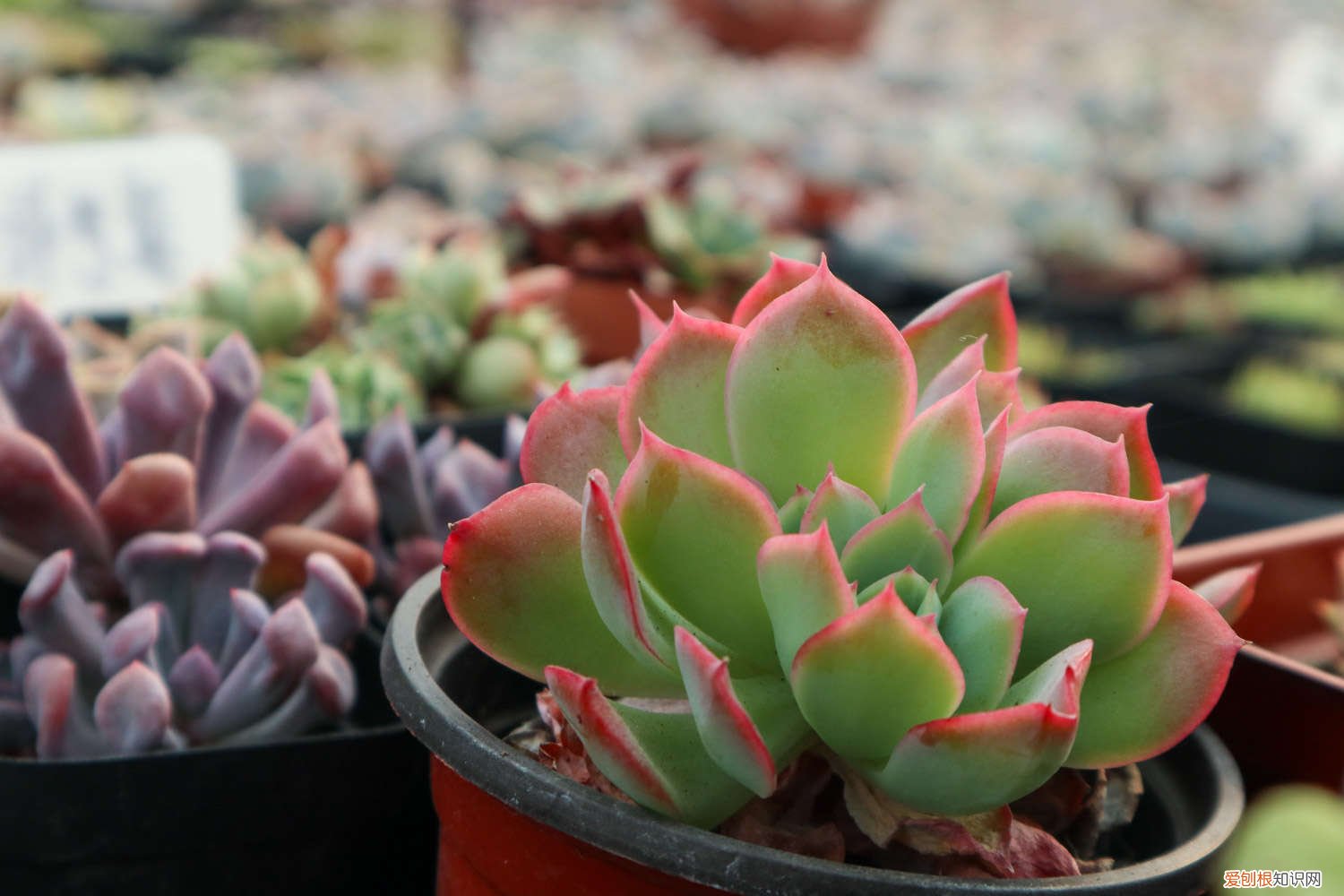 熊掌多肉的养殖方法 多肉的养殖方法