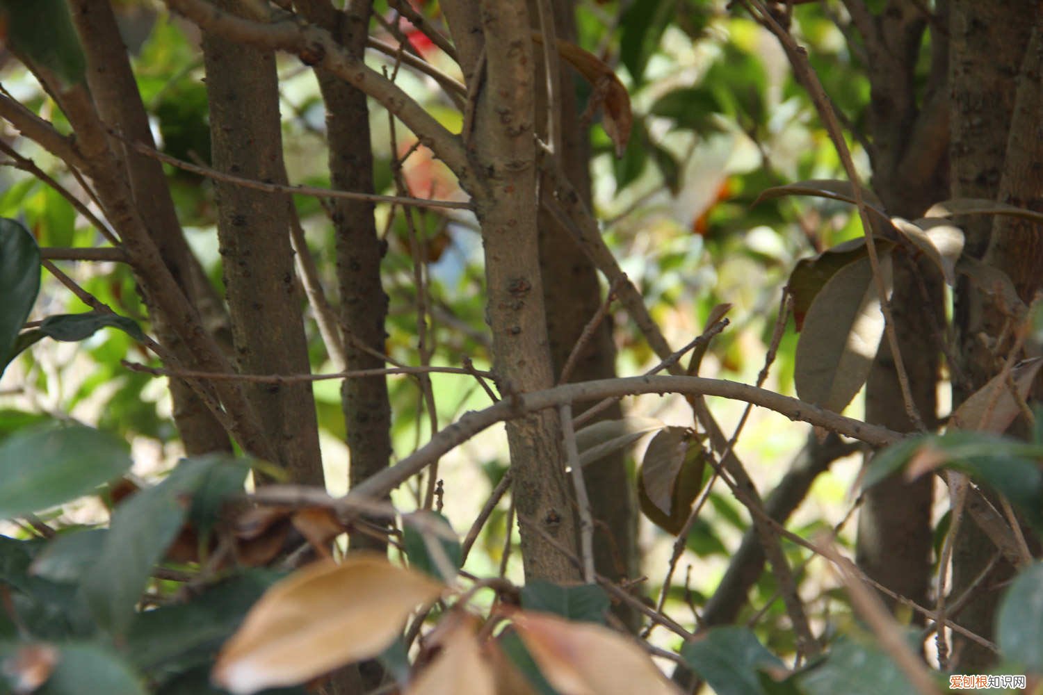 桂花树上开满了什么的桂花 桂花盆栽里掺点“它”,枝芽冒不停,满园飘着桂花香