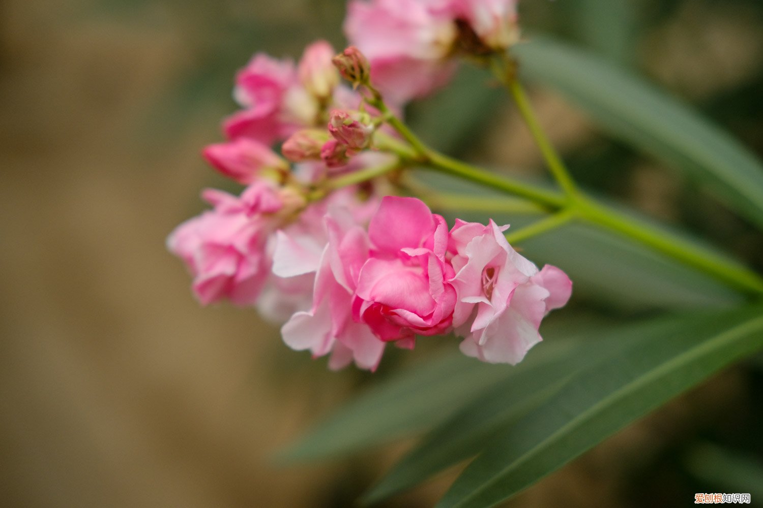 夹竹桃在家养好不好 夹竹桃怎么养