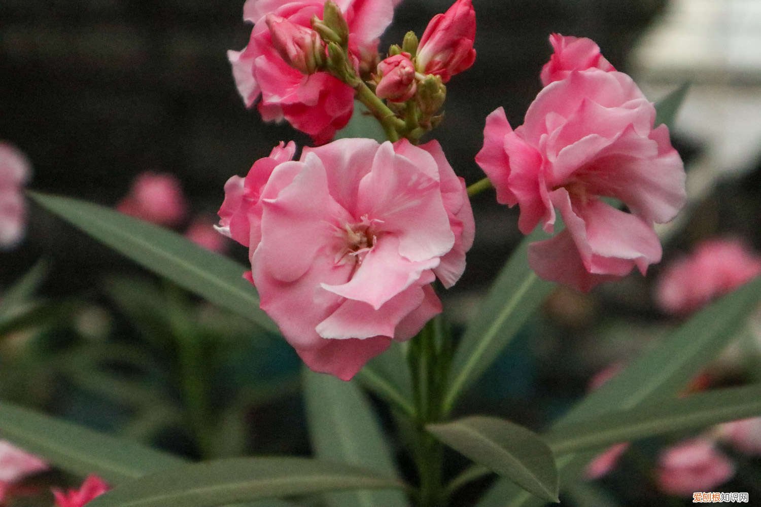 夹竹桃在家养好不好 夹竹桃怎么养