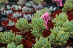 单片多肉怎么种植 多肉怎么种植