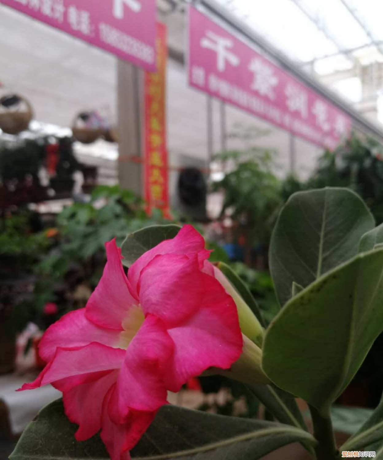 飘香藤怎么开花多 飘香藤怎样花多