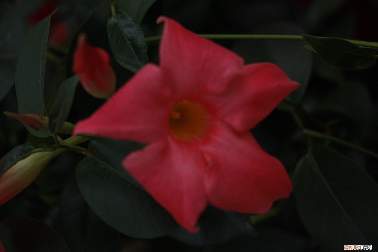 飘香藤怎么开花多 飘香藤怎样花多