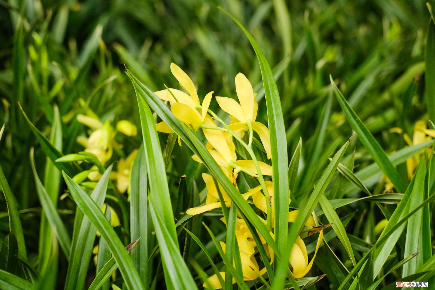 春节过后的兰花怎么换土养 兰花春天怎么养护，可以换土吗