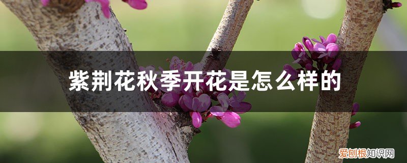 紫荆花秋季开花是怎么样的,多久施一次肥料 紫荆花秋季开花是怎么样的，多久施一次肥