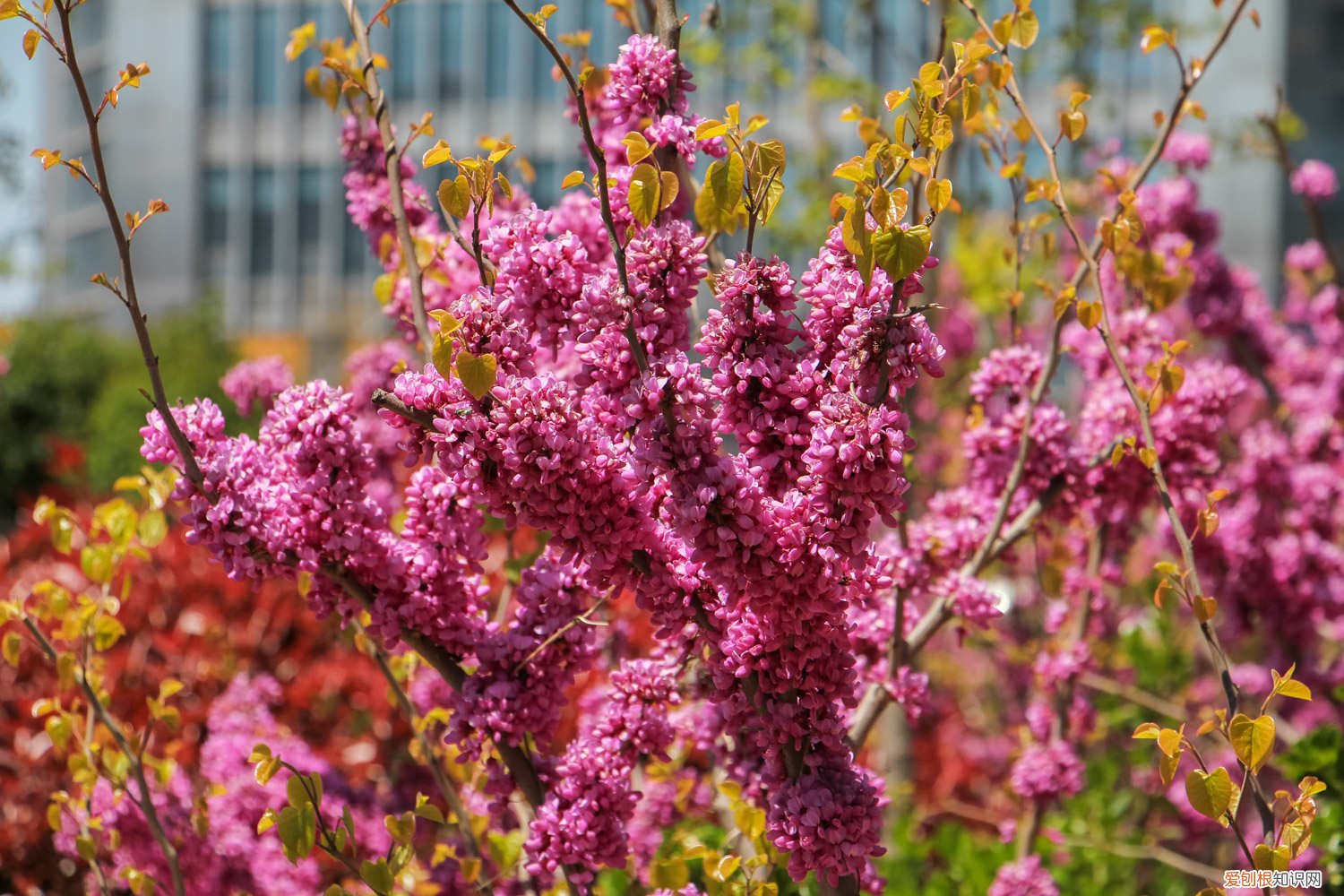 紫荆花秋季开花是怎么样的,多久施一次肥料 紫荆花秋季开花是怎么样的，多久施一次肥