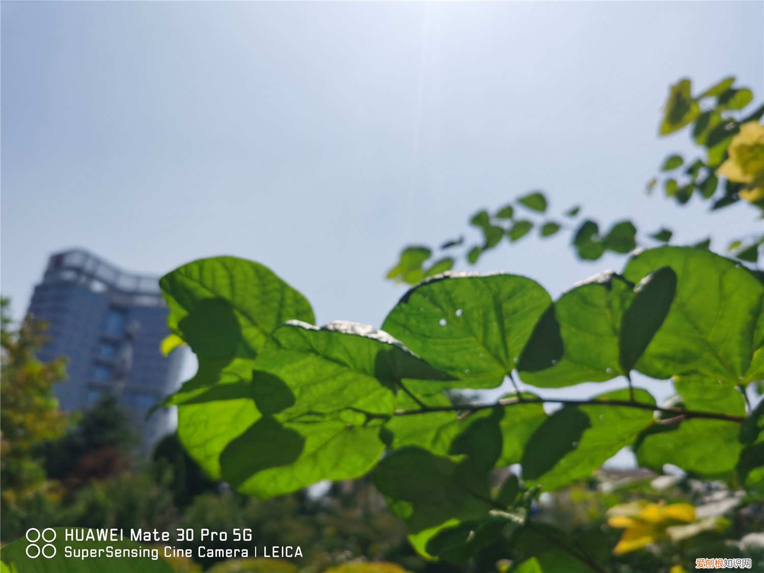 紫荆花秋季开花是怎么样的,多久施一次肥料 紫荆花秋季开花是怎么样的，多久施一次肥
