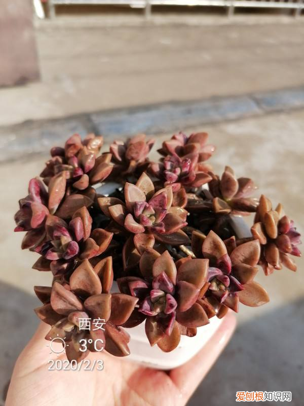 我要关于养花的知识与技术,养花入门级要点,这“4条”都学会,把花养活没问题