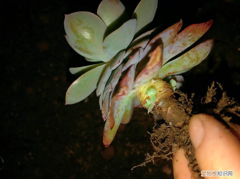 我要关于养花的知识与技术,养花入门级要点,这“4条”都学会,把花养活没问题