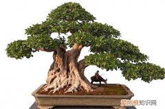 中国盆景有哪些品种名贵盆景树种排行榜