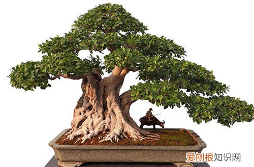 中国盆景有哪些品种名贵盆景树种排行榜