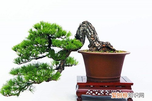 中国盆景有哪些品种名贵盆景树种排行榜