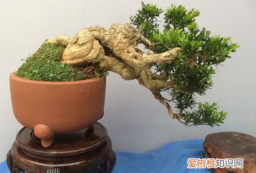 中国盆景有哪些品种名贵盆景树种排行榜