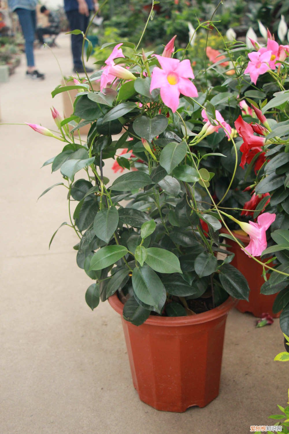 飘香藤适合盆栽还是地栽 飘香藤用多大盆栽合适