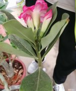 飘香藤怎样爬藤好看 飘香藤爬多高