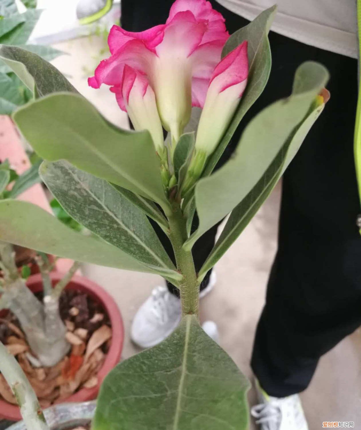 飘香藤怎样爬藤好看 飘香藤爬多高