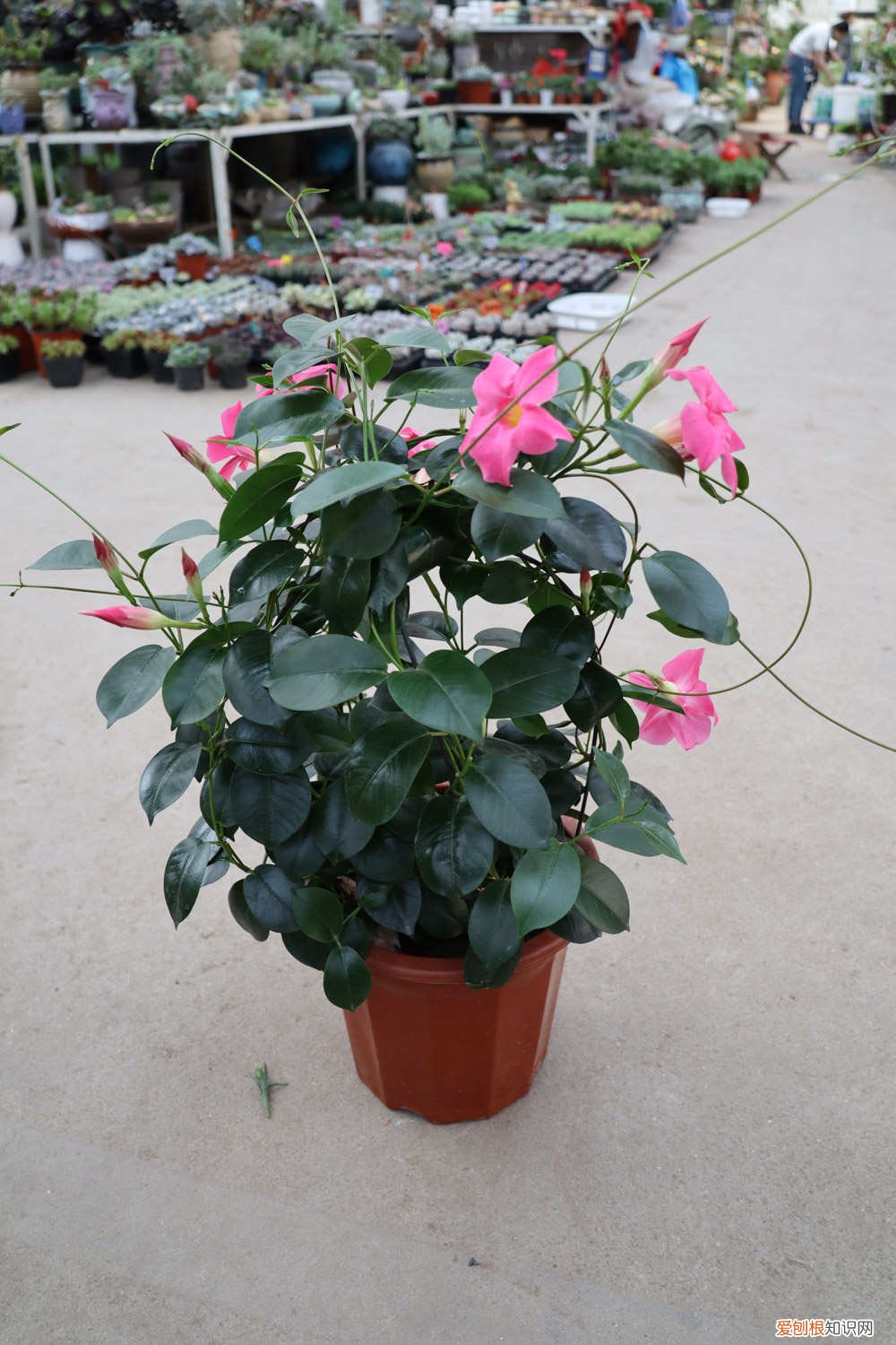 飘香藤怎样爬藤好看 飘香藤爬多高