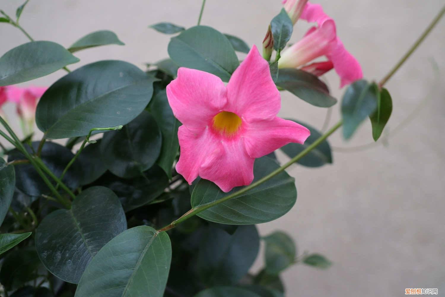 飘香藤长得快吗? 飘香藤长得快吗