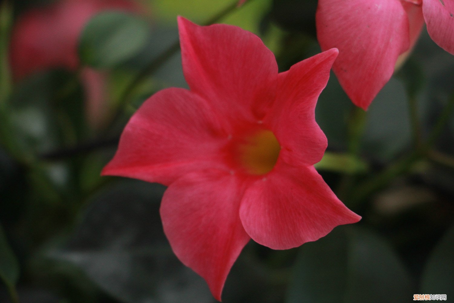 飘香藤长得快吗? 飘香藤长得快吗