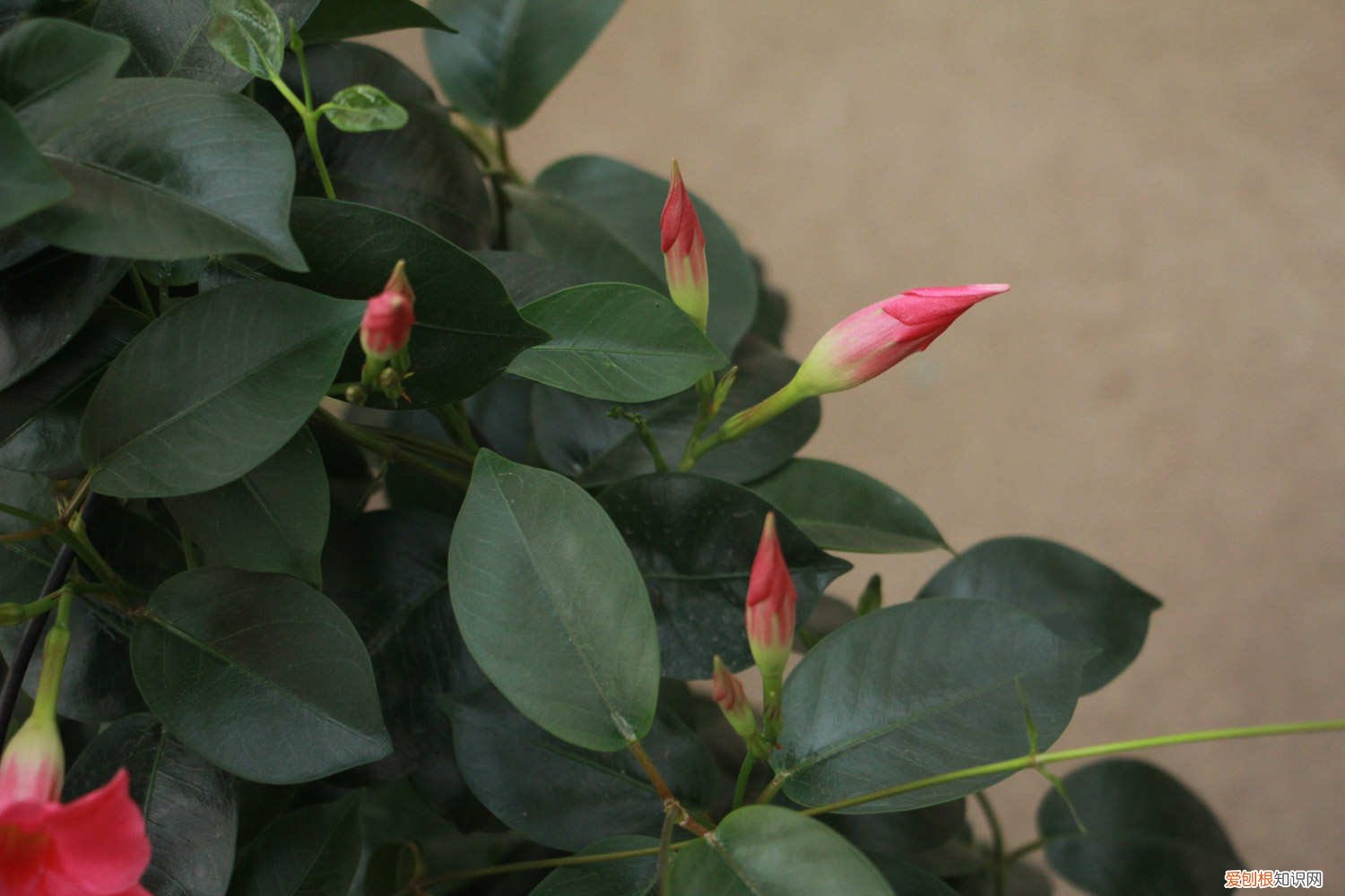 飘香藤能活多少年 飘香藤可以活多少年