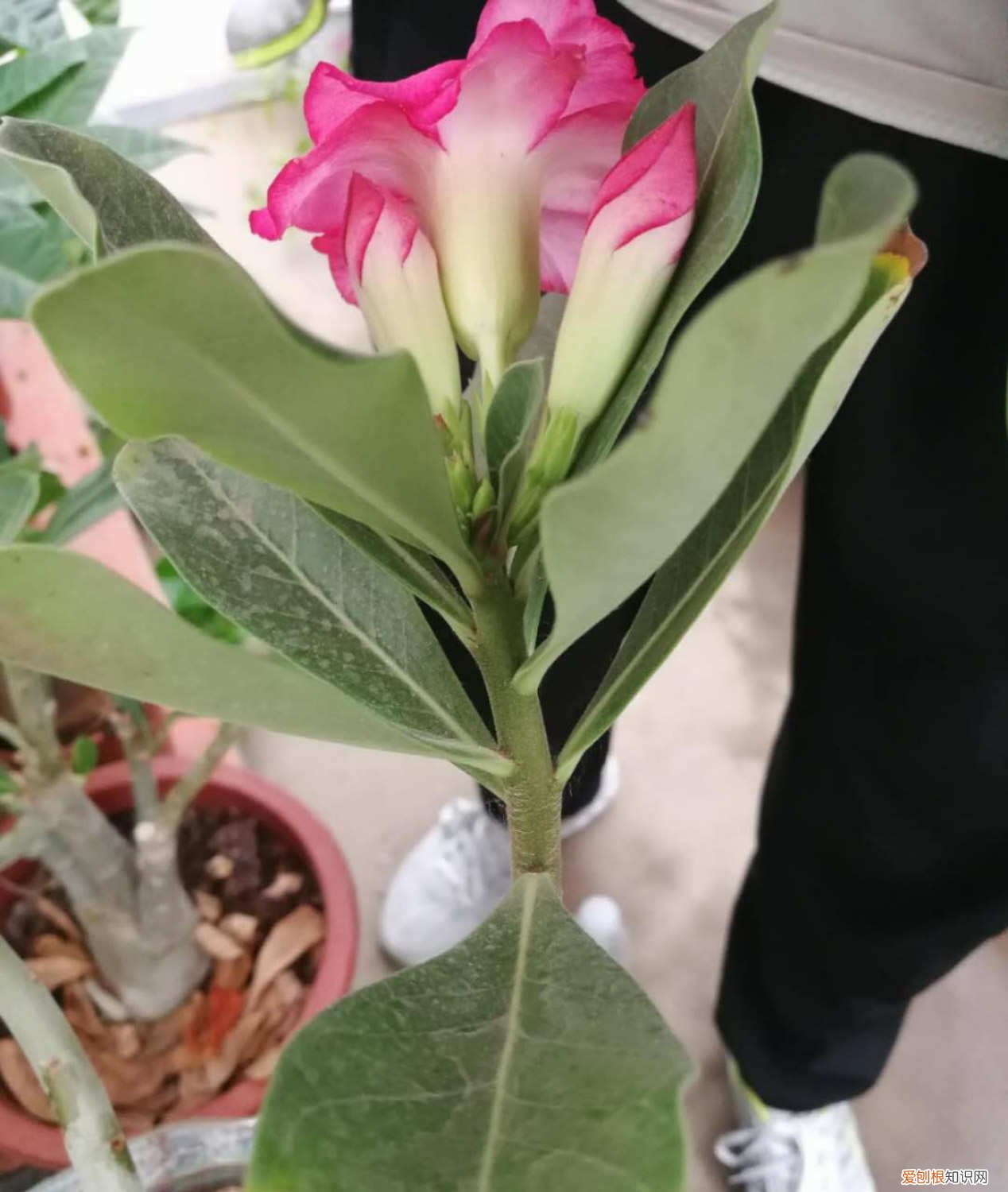 飘香藤怎么爬藤快 如何让飘香藤长得快