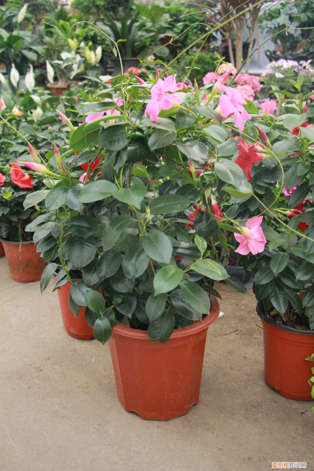 飘香藤怎么爬藤快 如何让飘香藤长得快