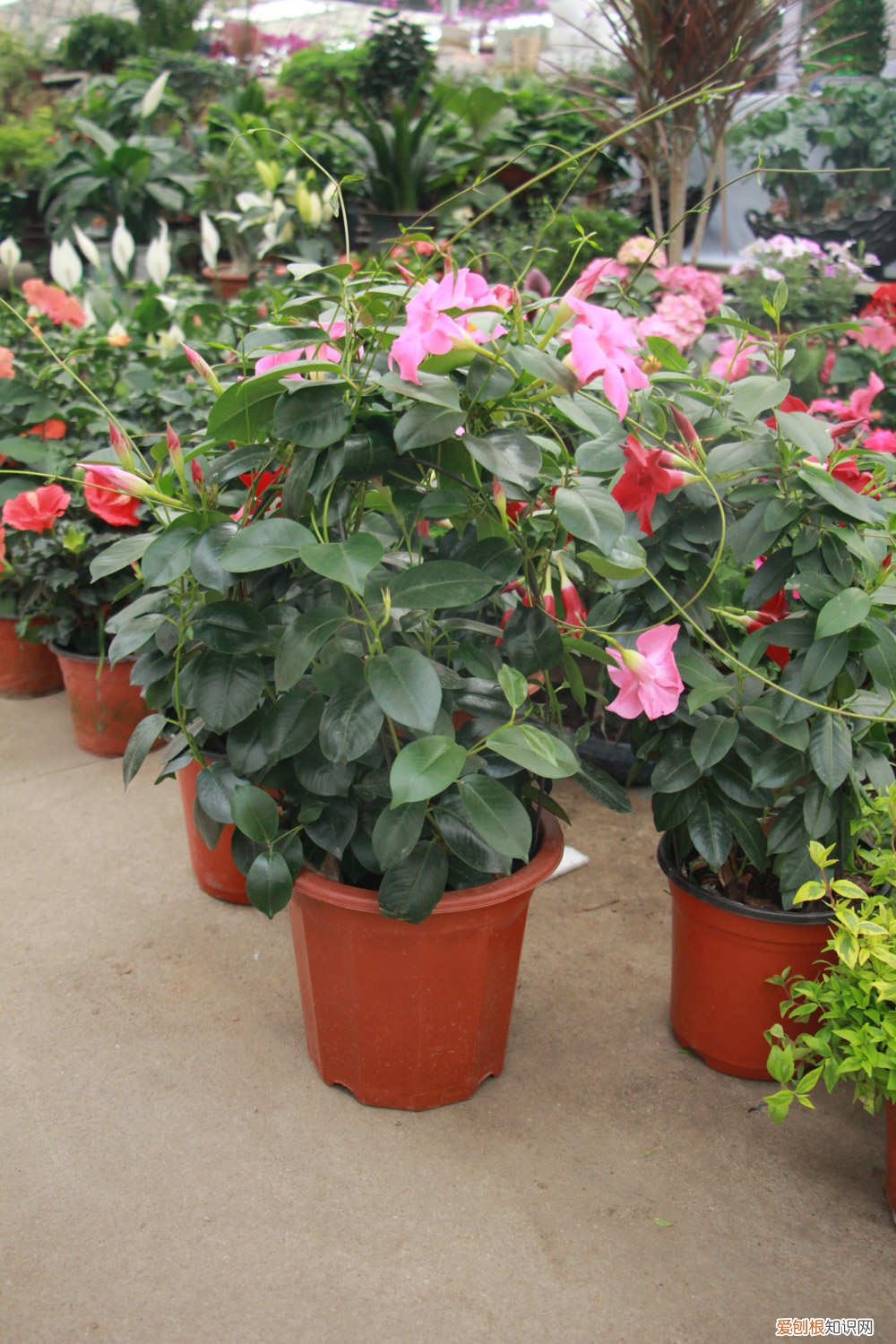 飘香藤能长多大 飘香藤怎么养长得好长得茂盛