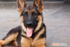 什么条件可以养德牧 养德牧需要的条件