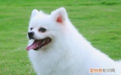 博美几个月开始换毛 博美在4个月开始换毛