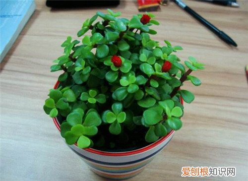 金枝玉叶怎么养金枝玉叶会开花吗