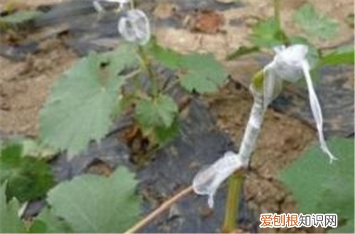 果树嫁接的方法 嫁接中应该注意什么