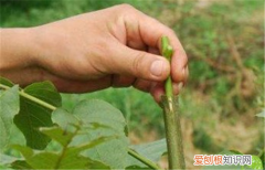 果树嫁接的方法 嫁接中应该注意什么