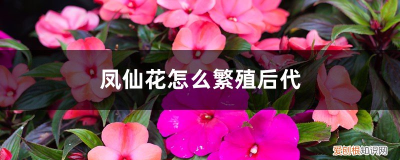 凤仙花种子的养殖方法 凤仙花怎么繁殖后代，种子怎么处理