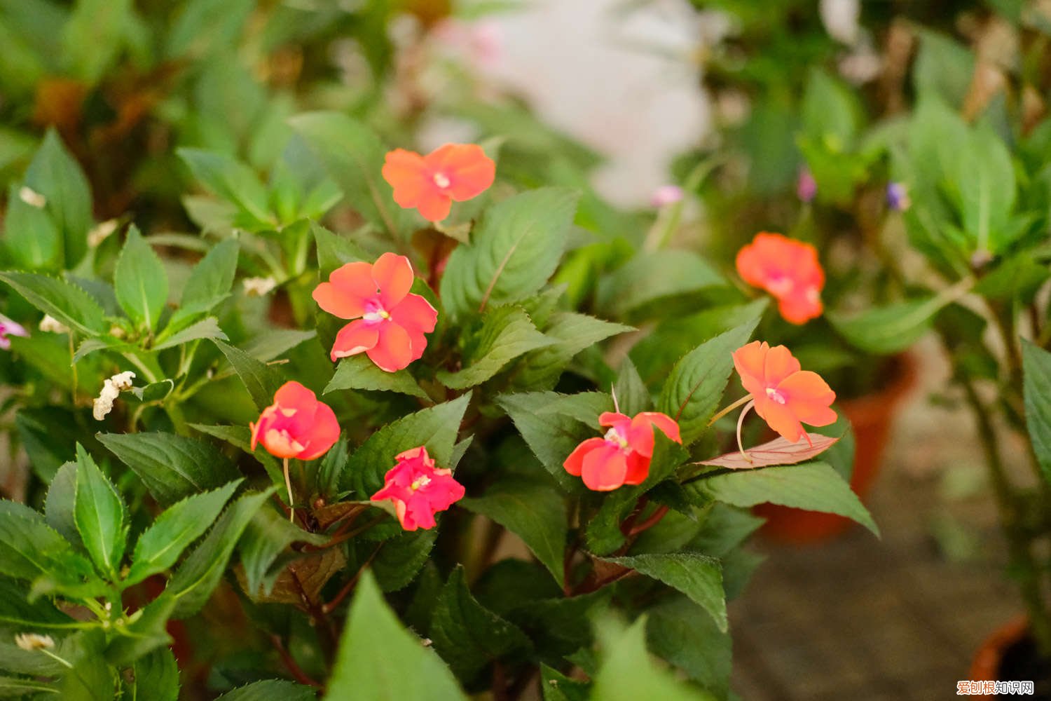 凤仙花植物传播种子的方法 凤仙花种植方法，种子传播方式