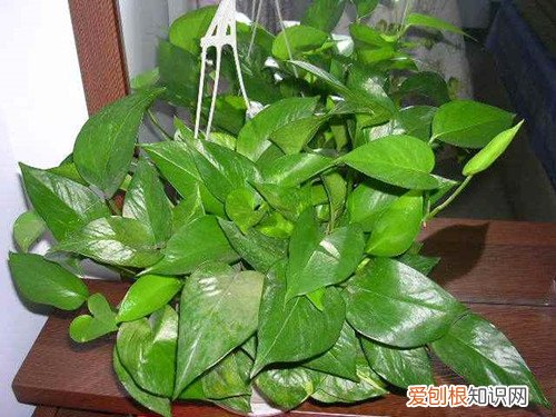 绿萝花的作用绝对令你大吃一惊绿萝怎么养才能更旺盛