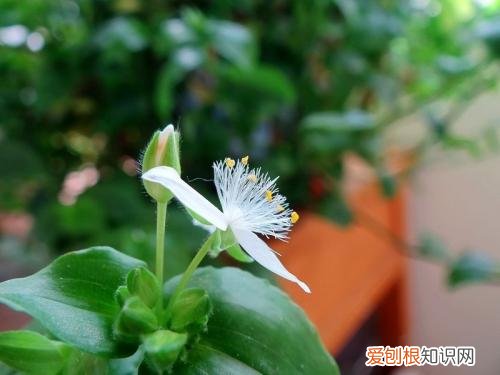 绿萝花的作用绝对令你大吃一惊绿萝怎么养才能更旺盛