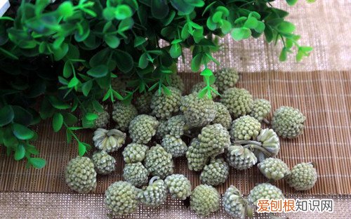 绿萝花的作用绝对令你大吃一惊绿萝怎么养才能更旺盛