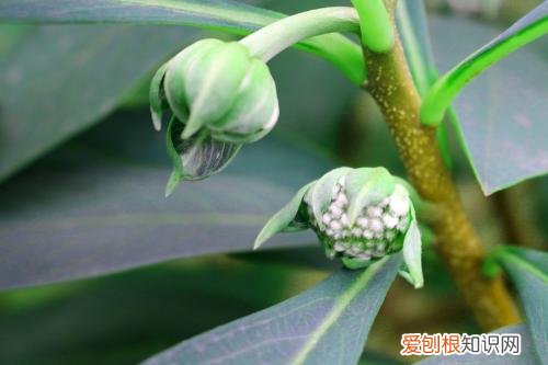 绿萝花的作用绝对令你大吃一惊绿萝怎么养才能更旺盛