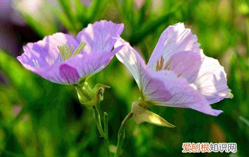 洋桔梗花语是什么冬天怎么养花才能养好