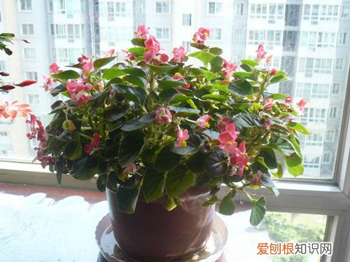 洋桔梗花语是什么冬天怎么养花才能养好