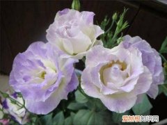 洋桔梗花语是什么冬天怎么养花才能养好