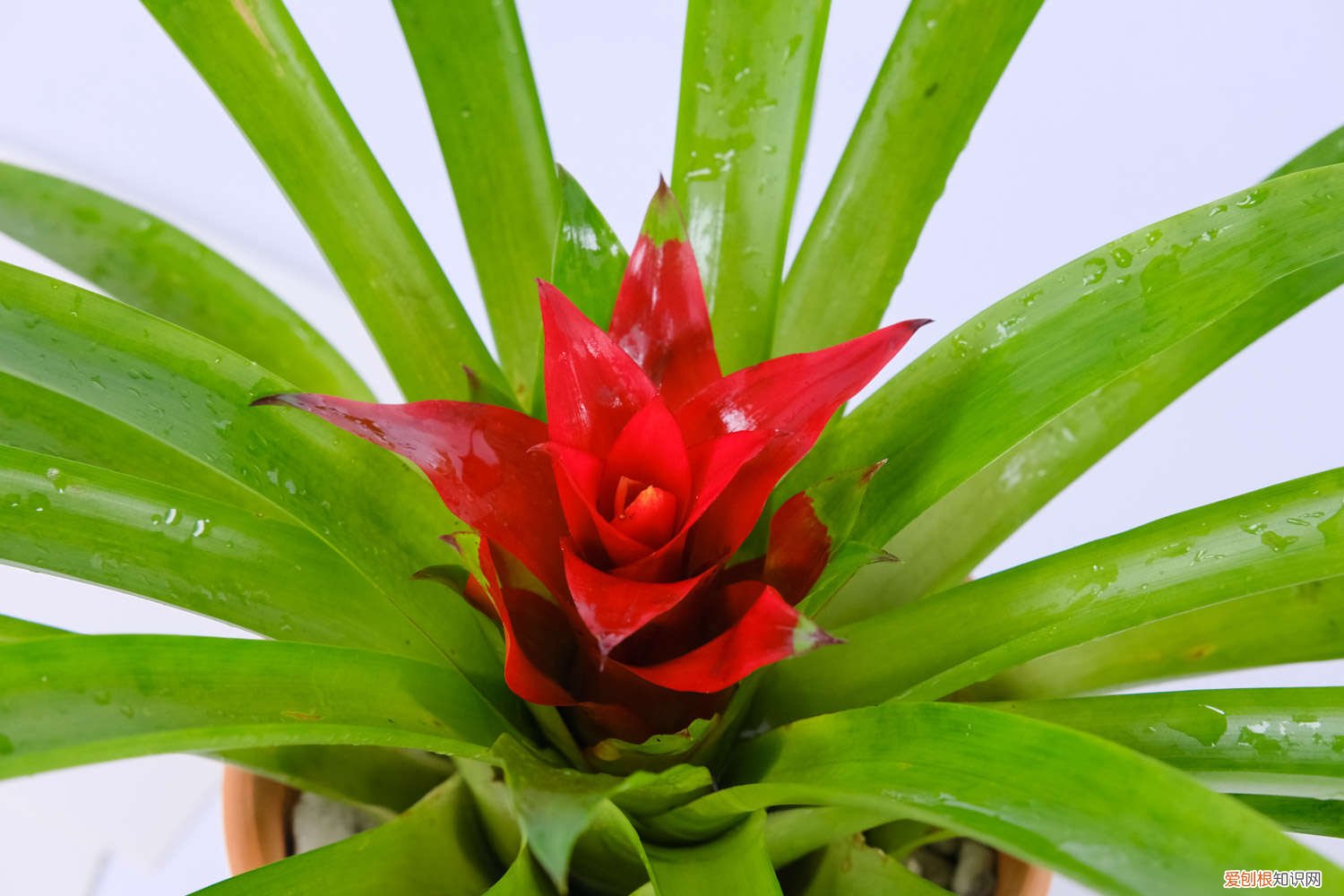 怎么让鸿运当头开花 鸿运当头怎么开花