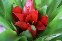 怎么让鸿运当头开花 鸿运当头怎么开花